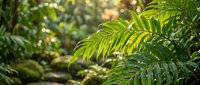 Young green palm fronds with sunlight filtering through lush tropical foliage, creating natural shadows and depth in a serene garden or rainforest setting.