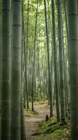 Serene bamboo forest pathway with tall green stalks creating natural corridor for meditation and peaceful walking in tranquil woodland environment.