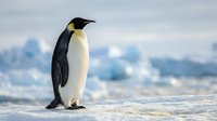 Emperor penguin chick standing alone on snow and ice in polar region, wildlife and nature photography for educational and documentary use.