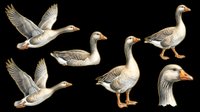 Isolated waterfowl collection featuring geese in various poses and angles on transparent background. Ready for clipart, t-shirt design, print-on-demand products, stickers, and sublimation projects.