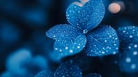 Delicate blue hydrangea petals covered in morning dew drops against dark background create dreamy natural macro photography composition.