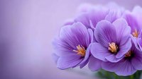 Purple cosmos flowers blooming with delicate petals and golden centers on soft lavender background with copy space for spring garden designs.
