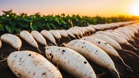 Fresh organic sweet potatoes harvested at sunrise in agricultural field with golden sunlight and green foliage creating warm farming atmosphere.