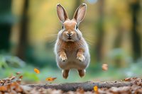 Playful brown rabbit jumping in autumn forest with fallen leaves, captured mid-air against blurred natural background. Showcases wildlife behavior and animal agility.