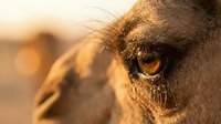 Close-up of a camel's eye with golden sunlight, showing detailed fur texture and warm amber iris during golden hour. Use for wildlife, nature, and animal photography projects.