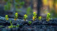 Young green seedlings growing in row from fertile soil against blurred forest background, symbolizing growth, new beginnings and environmental care.