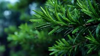 Fresh green rosemary herb branch with water droplets in natural garden setting for culinary and aromatherapy applications.