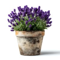 Fresh lavender plant in rustic terracotta pot isolated on white background. Aromatic herb for gardening, home decor and natural wellness applications.