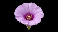 Lavender purple flower with yellow stamens, isolated on transparent background. Ready for t-shirt design, stickers, clipart, sublimation, and print on demand use.