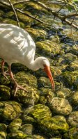White ibis wading bird with orange beak hunting for food in shallow clear water among moss-covered rocks and fallen branches in natural wetland habitat.