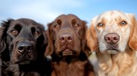 Close up portrait of three Labrador Retriever dogs - black, chocolate and yellow labs looking at camera with attentive expressions against blue sky background.
