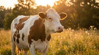 Holstein dairy cow standing in golden sunset pasture field with warm lighting and trees in background for agricultural farming concepts.