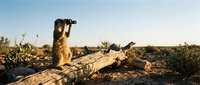 Meerkat standing upright on fallen log using binoculars to scan horizon in desert landscape during golden hour sunset with clear sky background.