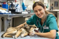 Young female veterinarian in teal scrubs examining husky dog on examination table in clinic setting. Healthcare professional with stethoscope.