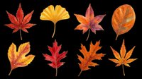 Eight watercolor autumn leaves in red, orange, and yellow tones, isolated on transparent background. Ready for clipart, stickers, t-shirt design, sublimation, and print on demand.