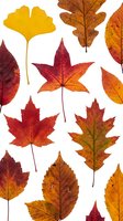 Colorful autumn leaves collection isolated on white background featuring maple, oak, ginkgo and cherry varieties in vibrant fall colors for seasonal designs.