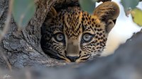 Close-up portrait of young leopard cub with intense blue eyes peering through tree hollow, showing spotted fur pattern and alert expression in natural habitat.