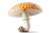 Vibrant orange amanita muscaria mushroom with white spots isolated on white background, showcasing detailed cap and stem structure.