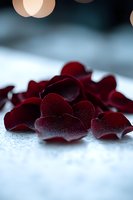 Deep red rose petals scattered on white surface with soft bokeh lights creating romantic atmosphere for wedding or Valentine's Day celebrations.