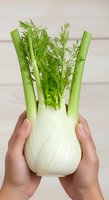 Fresh fennel bulb with green fronds held in hands against neutral background, suitable for culinary, healthy eating, organic produce, and food photography projects.