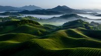 Misty morning over rolling green tea plantations with mountain silhouettes in background, sunlight creating dramatic shadows across terraced hills at dawn.