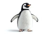 Adorable baby penguin with fluffy white belly and black feathers standing upright with spread wings on isolated white background, ready for design projects.