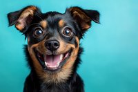 Happy smiling Miniature Pinscher mix dog with bright eyes and perked ears against turquoise background, showing joyful expression and healthy teeth.