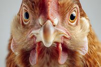 Close-up portrait of a brown hen with red comb and wattles, showing detailed facial features and intense gaze against neutral background.