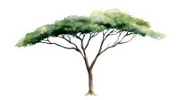 Watercolor African acacia tree with spreading crown and single trunk in soft green tones, isolated on white background for nature and botanical design projects.