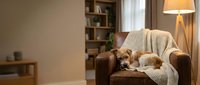 Cozy living room interior with orange tabby cat resting on brown leather armchair covered with knit blanket, warm lighting and wooden shelves in background.