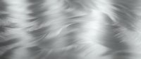 Soft white and gray fur texture with flowing strands creating natural movement and depth for backgrounds and design projects.