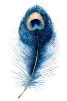 Vibrant watercolor peacock feather with iridescent blue and gold eye pattern on white background, isolated for decorative design projects.