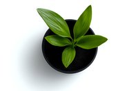 Young green plant with broad leaves growing in black pot viewed from above on white background, isolated. Perfect for minimalist design and gardening concepts.