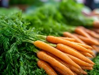 Fresh organic carrots with green tops arranged in row, water droplets on bright orange surface. Close-up view shows natural texture and vibrant color for food photography.