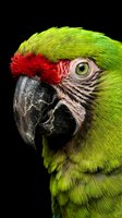 Close-up portrait of green macaw parrot with red feathers and curved black beak against dark background for wildlife and nature photography projects.
