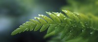 Fresh green fern leaf with morning dew drops in soft focus, natural macro photography showing delicate plant details against blurred background.