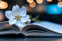 White cherry blossom flower on open book pages with warm bokeh lights creating romantic reading atmosphere for spring literature concepts.