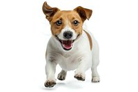 Happy Jack Russell terrier dog with brown and white coat running toward camera on white background, isolated for pet adoption or veterinary services.