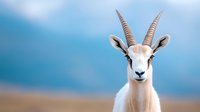 Majestic gazelle with long curved horns against blurred blue sky background, showcasing wildlife in natural habitat.