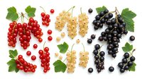 Assorted fresh berries including red currants, white currants, and black currants with green leaves arranged on white background, suitable for food, nutrition, and culinary design projects.