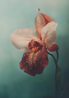Delicate pink and burgundy orchid bloom against soft turquoise background, featuring intricate spotted patterns and textured petals in dreamy macro photography.