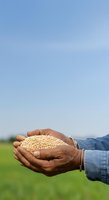 Farmer holding handful of soybean seeds in cupped hands over green field, agricultural harvest and crop management concept for farming industry.