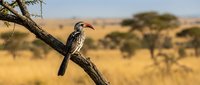 African hornbill bird perched on acacia tree branch in golden savanna landscape with blurred background for wildlife and nature photography projects.