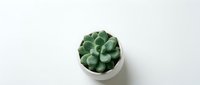 Small succulent plant in white ceramic pot on clean white background for home decor and gardening projects.