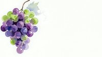 Watercolor grape bunch with green and purple berries and leaf on white background. Fresh fruit illustration for wine, vineyard and harvest designs.