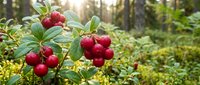 Wild red berries growing on green leafy branches in natural forest setting with soft sunlight filtering through trees creating organic harvest scene.