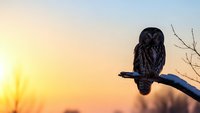 Small owl perched on bare branch against warm sunset sky with golden light creating peaceful wildlife scene for nature photography and design projects.