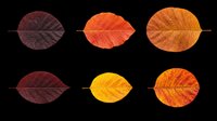 Autumn leaves collection in various fall colors isolated on transparent background, ready for t-shirt design, clipart, stickers, print-on-demand products and sublimation projects.
