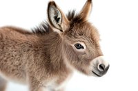 Young brown donkey foal with soft fuzzy fur and gentle expression against white background, isolated portrait showing sweet face and perked ears.