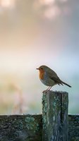 European robin perched on weathered wooden fence post with soft bokeh background for nature and wildlife photography projects.